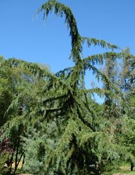 Cedrus libani Glauca Pendula — photo 4